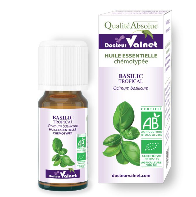 Basilic tropical