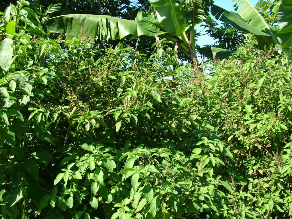 Basilic tropical