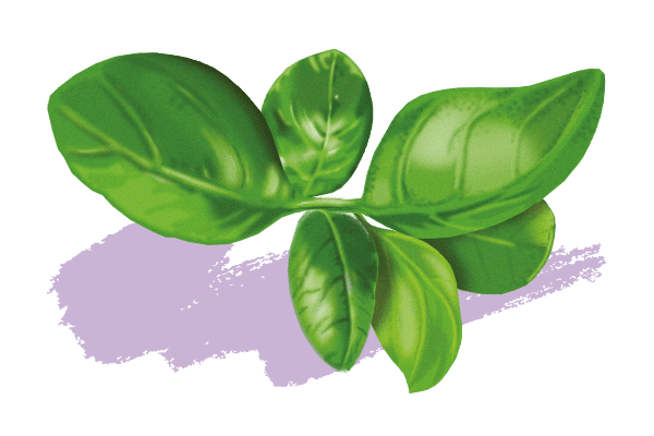 Basilic tropical