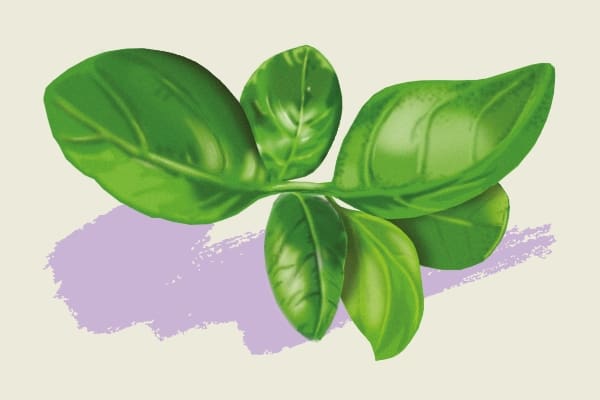 plante basilic 
