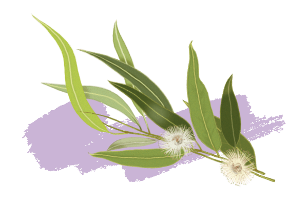 Eucalyptus globulus