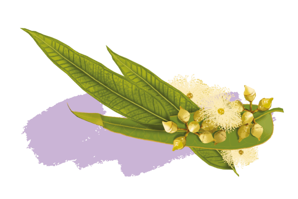 Eucalyptus radiata