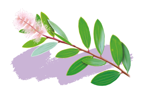 Niaouli