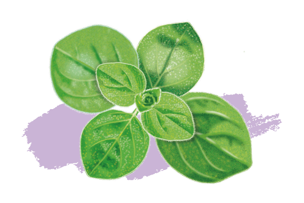 Origan vert