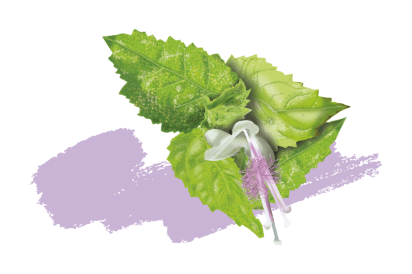 Patchouli