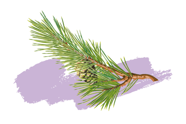 Pin sylvestre