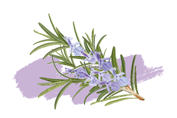 Romarin provence