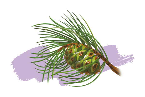 Térébenthine