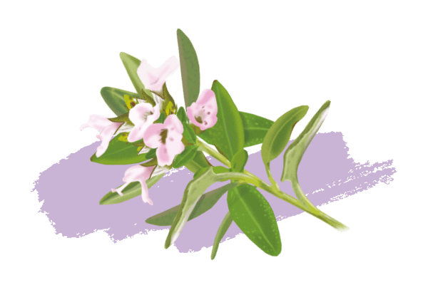Thym thymol