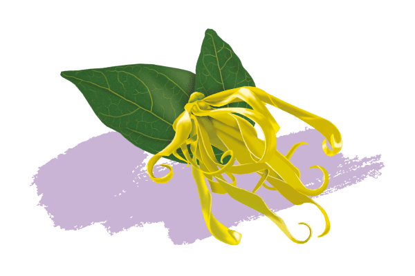 Ylang-Ylang