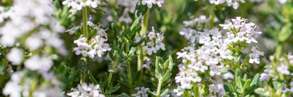 fleurs de thym linalol