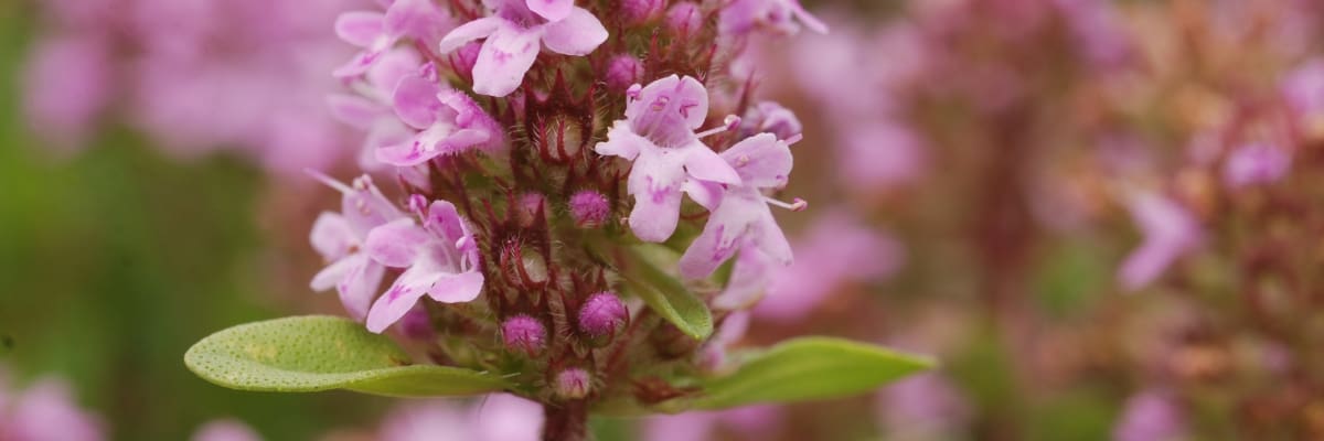 Fleur de thym thymol