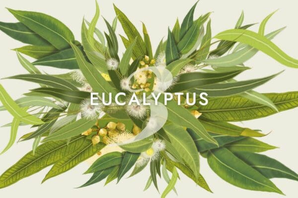 L’aromathérapie s’intéresse particulièrement à 3 de ces espèces : l’eucalyptus citronné, l’eucalyptus globulus et l’eucalyptus radiata