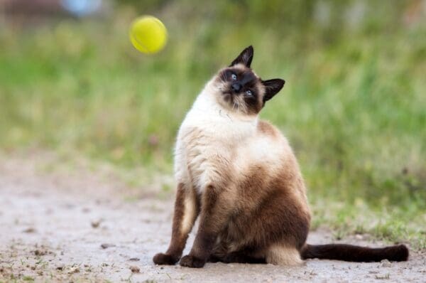 chat dans un champs avec le cou tordu (torticolis)