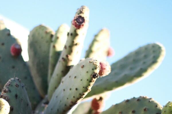 Apaisez l'eczéma avec des huiles essentielles, tester cette formulation proposée par Christine Cieur, notre pharmacienne référente, spécialiste en phyto-aromathérapie.