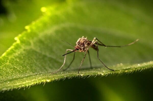 Moustique sur une feuille